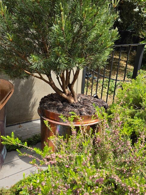 Wool Shred in a designer garden at chelsea