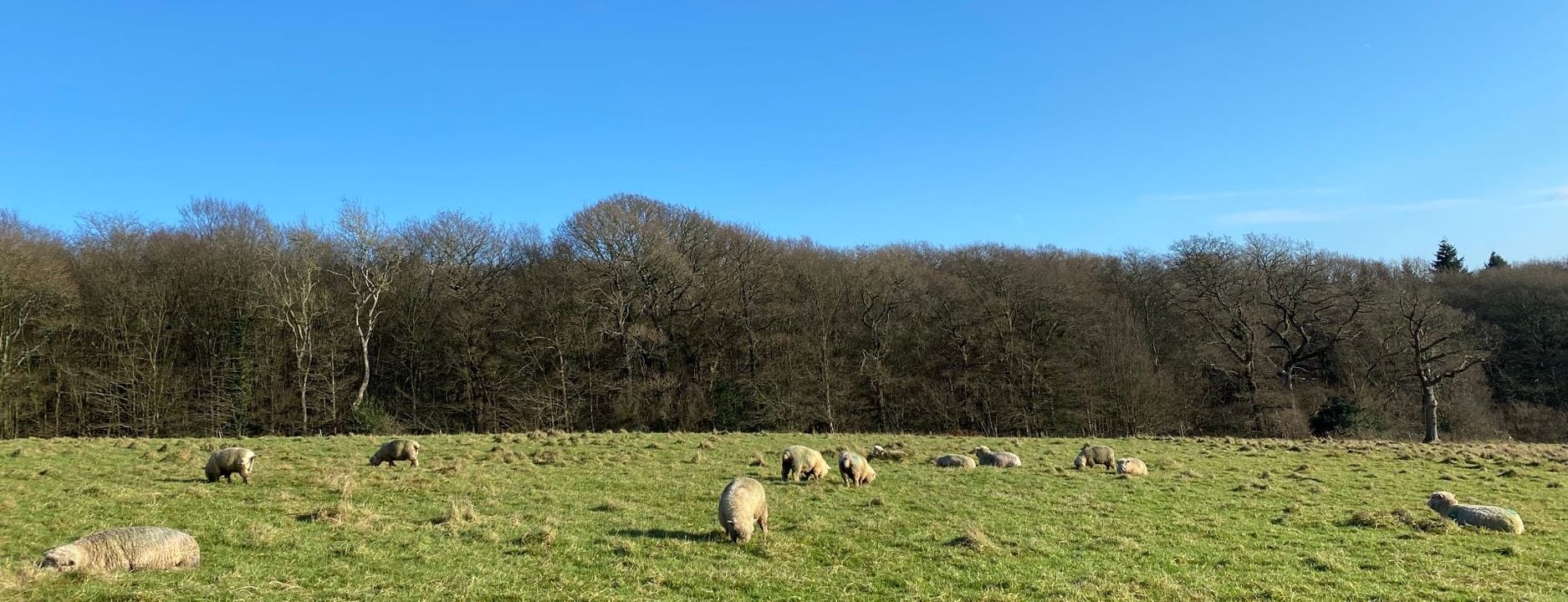 Sheep on South Downs