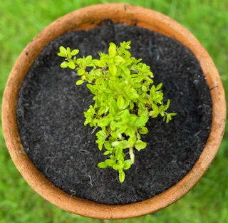 Felt topped pot