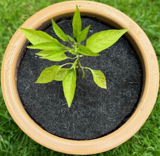 Felt topped pot