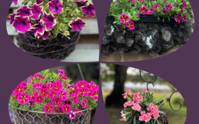 Hanging Basket Competition with WOOL SHrED