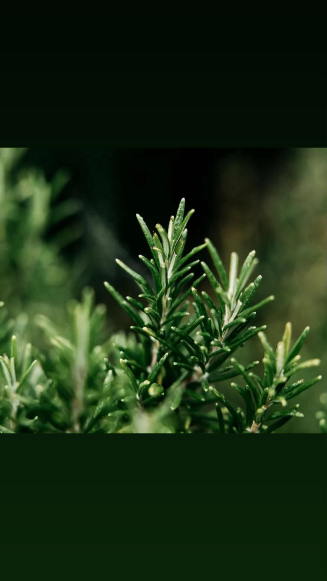 Rosemary Stems