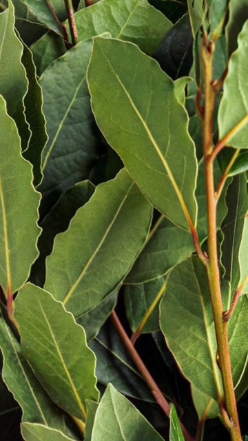 Bay Leaves