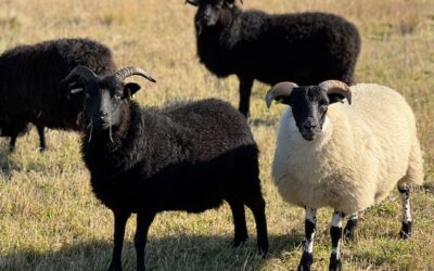 Happy Wool Month!