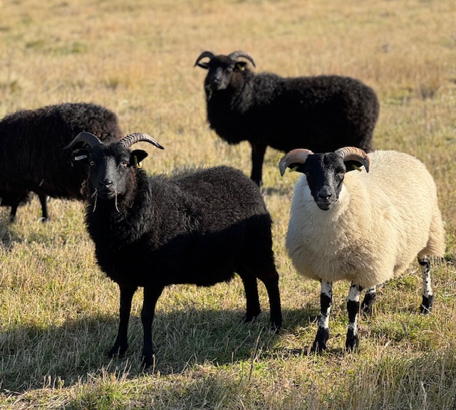 Wool Month Sheep in a field