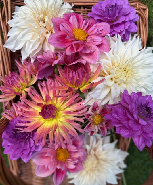 Mixed bright dahlias Mixed bright dahlias