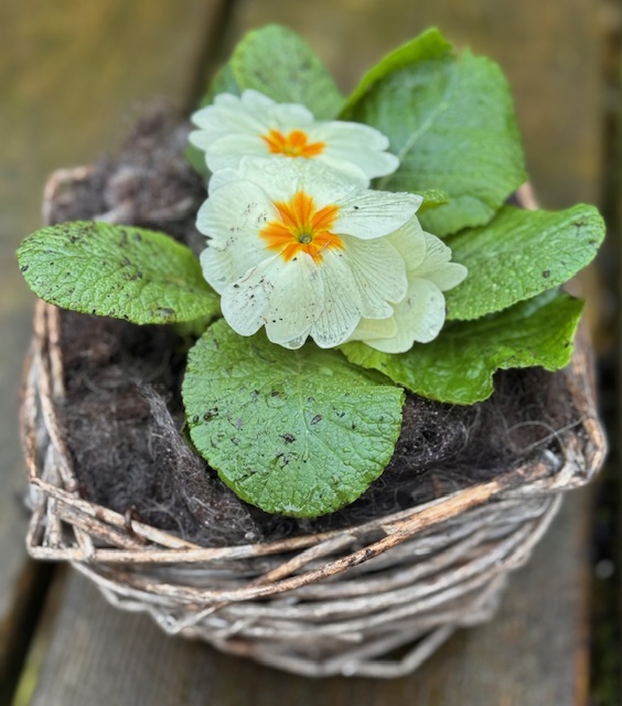 Primula in Wool Shred Image of cream and yellow primula planted in Wool Shred